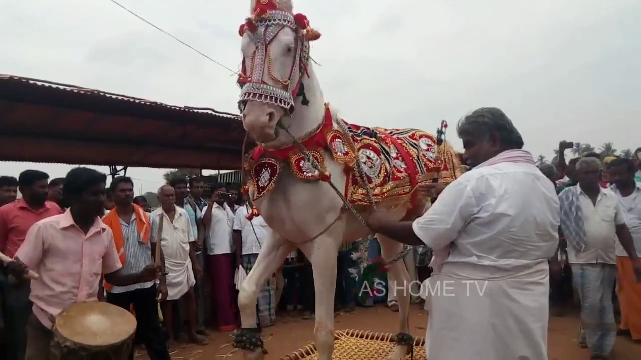 Horse Dance in anthiyur Erode Gurunathaswamy Temple