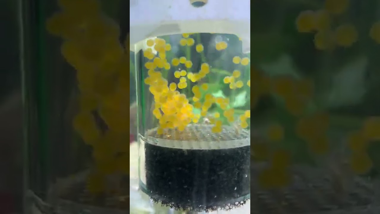Super red Bristlenose pleco eggs with Lemon longfin pleco eggs