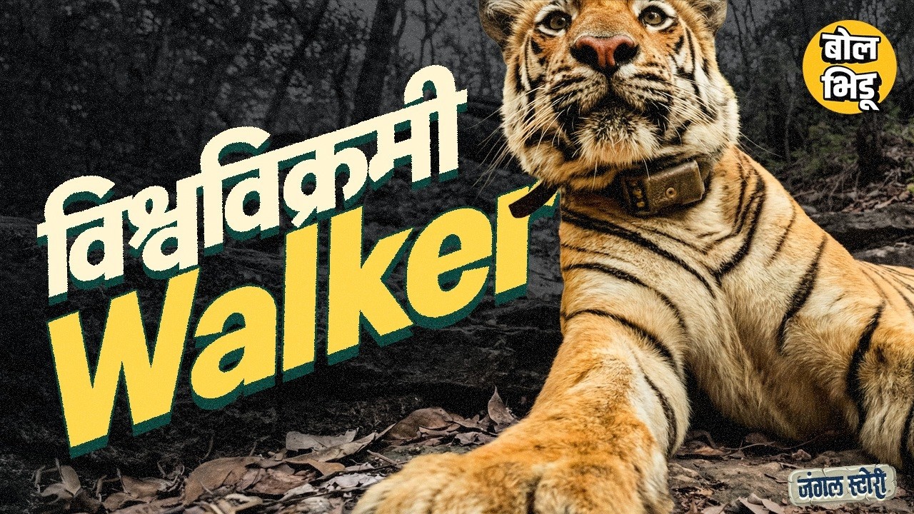 Jungle Stories: 3000 किलोमीटरपेक्षा जास्त अंतर चालण्याचा विश्वविक्रम करणाऱ्या Walker Tiger ची गोष्ट