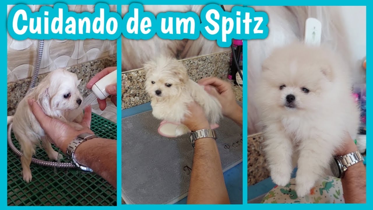 PREPARANDO UM FILHOTE DE SPITZ ALEMAO
