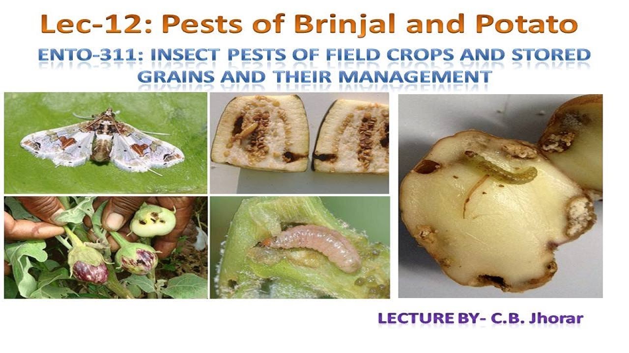 ENTO- 311 Lec 12:  Pest of Brinjal and Potato crops