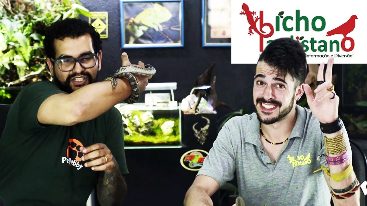 1| Corn Snake ft. Bicho Paulistano // ENTENDA O BICHO