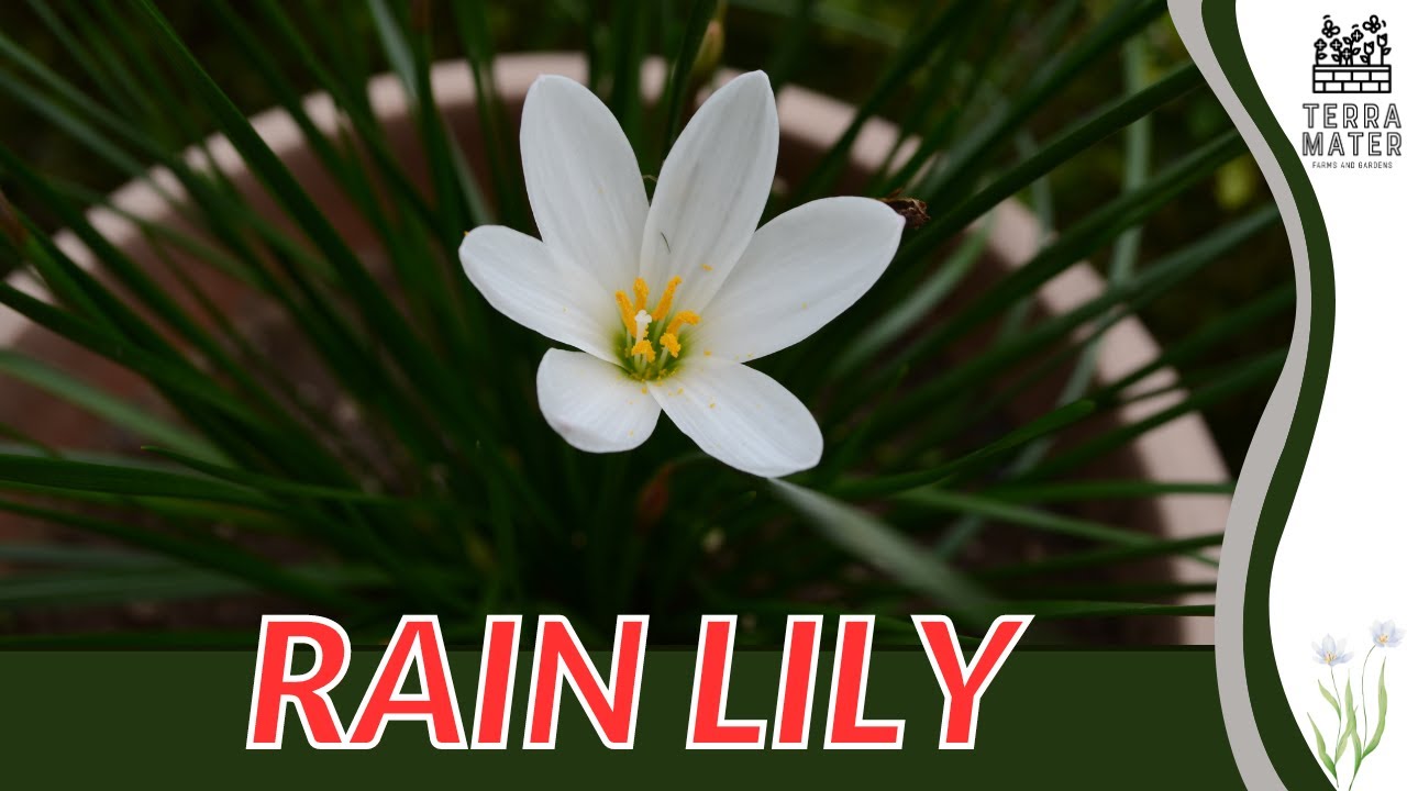 🌸 RAIN LILY: Growing Tips and Care Guide 🌿 (ZEPHYRANTHES CANDIDA)