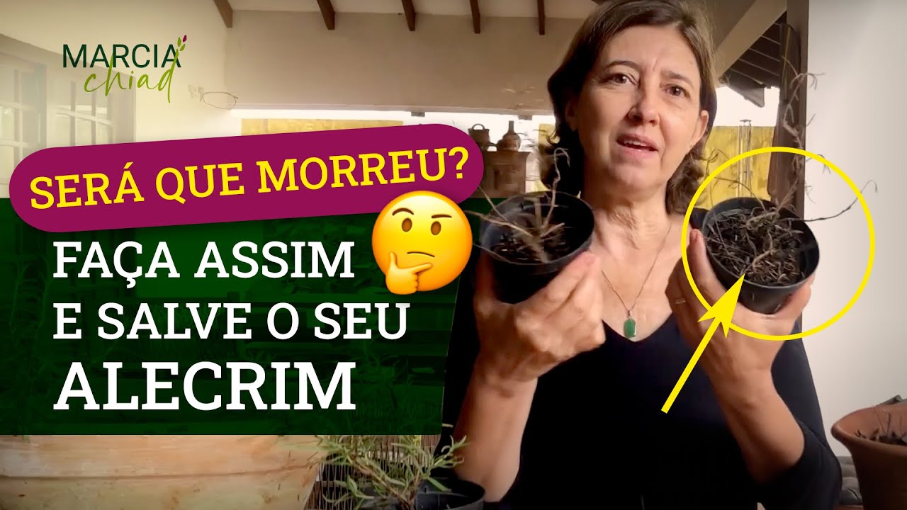 COMO SALVAR O ALECRIM? ATÉ QUANDO VOCÊ AINDA CONSEGUE RECUPERAR - Horta em Casa | Marcia Chiad