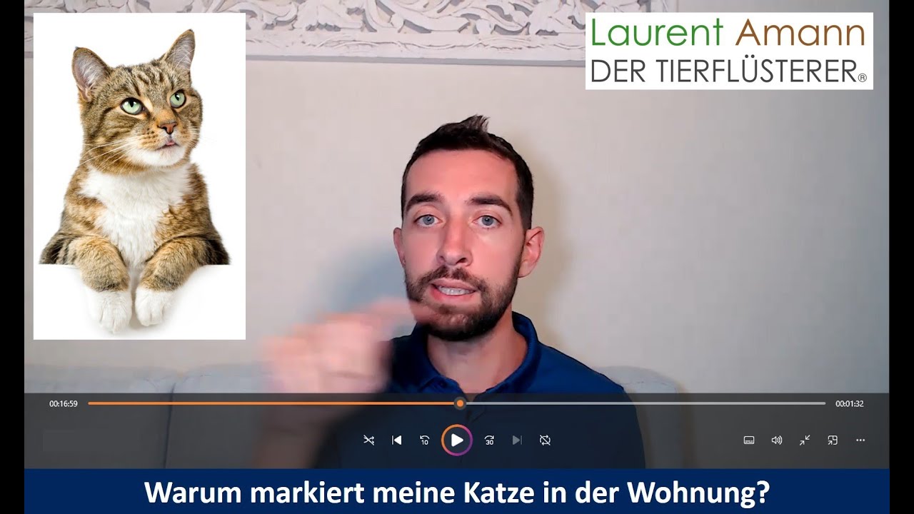 Warum markiert meine Katze in der Wohnung bzw. im Haus? - Serie 