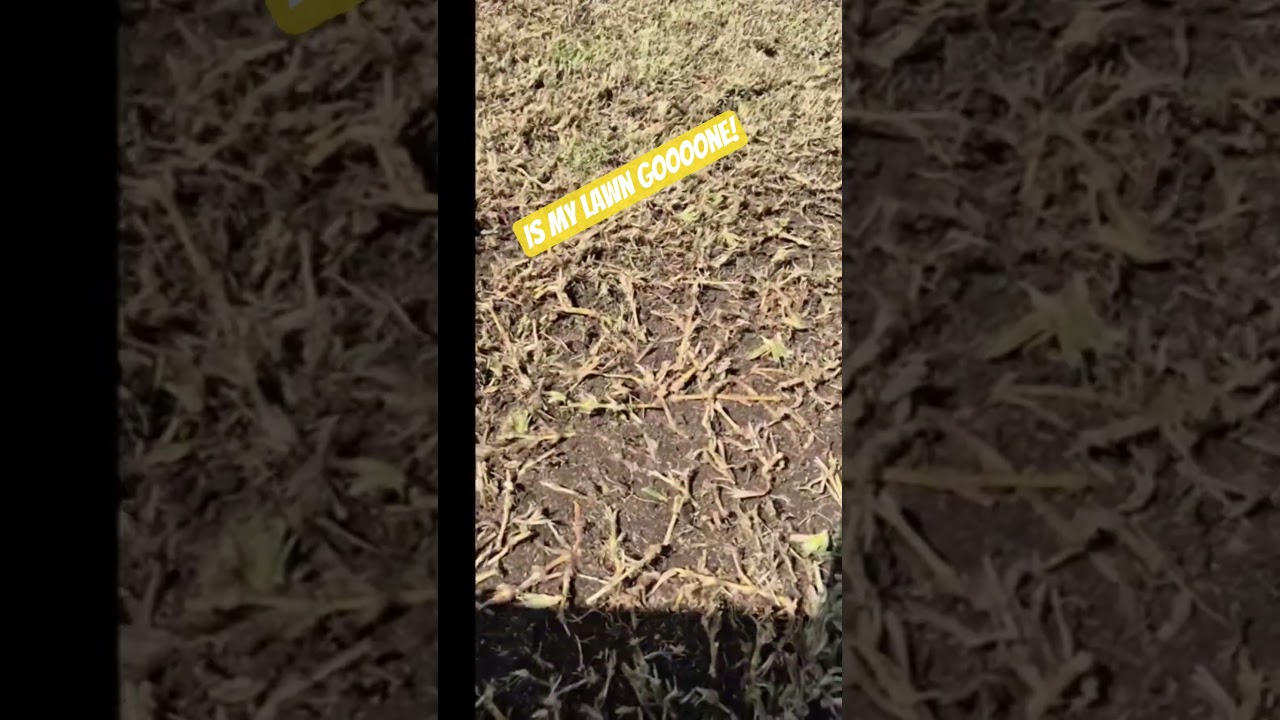 Did I ruin my Buffalo Lawn? Ryobi 36v scarifying #yardtools #lawncare #lawn #scarifier #scarifying