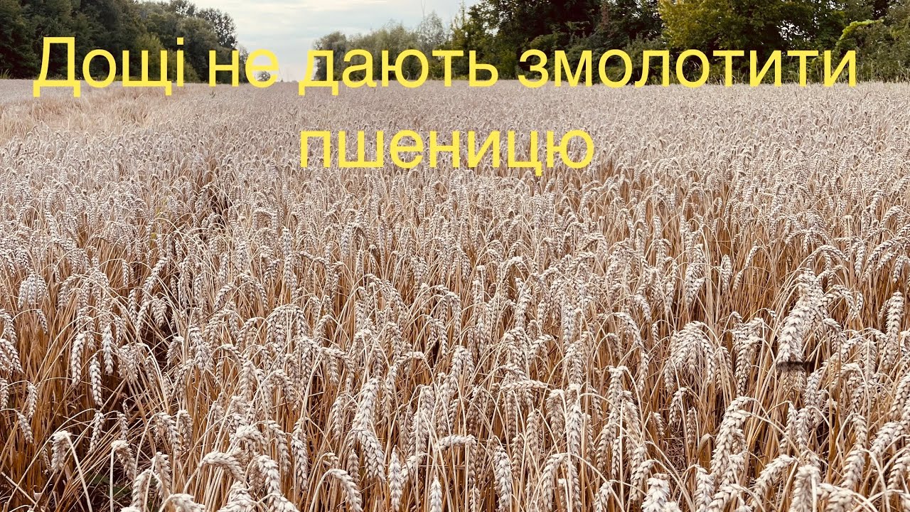 ❗️Ціни летять ВВЕРХ а пшениця ще в полі 😡Пересіяна Кукурудза вже під 3 метри😳