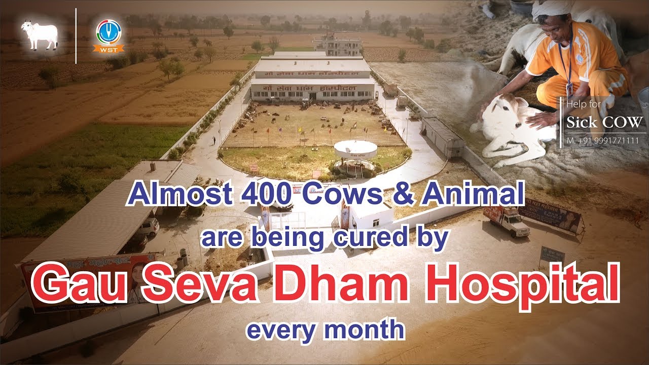 Almost 400 Cows & Animal are being cured by Gau Seva Dham Hospital every month.