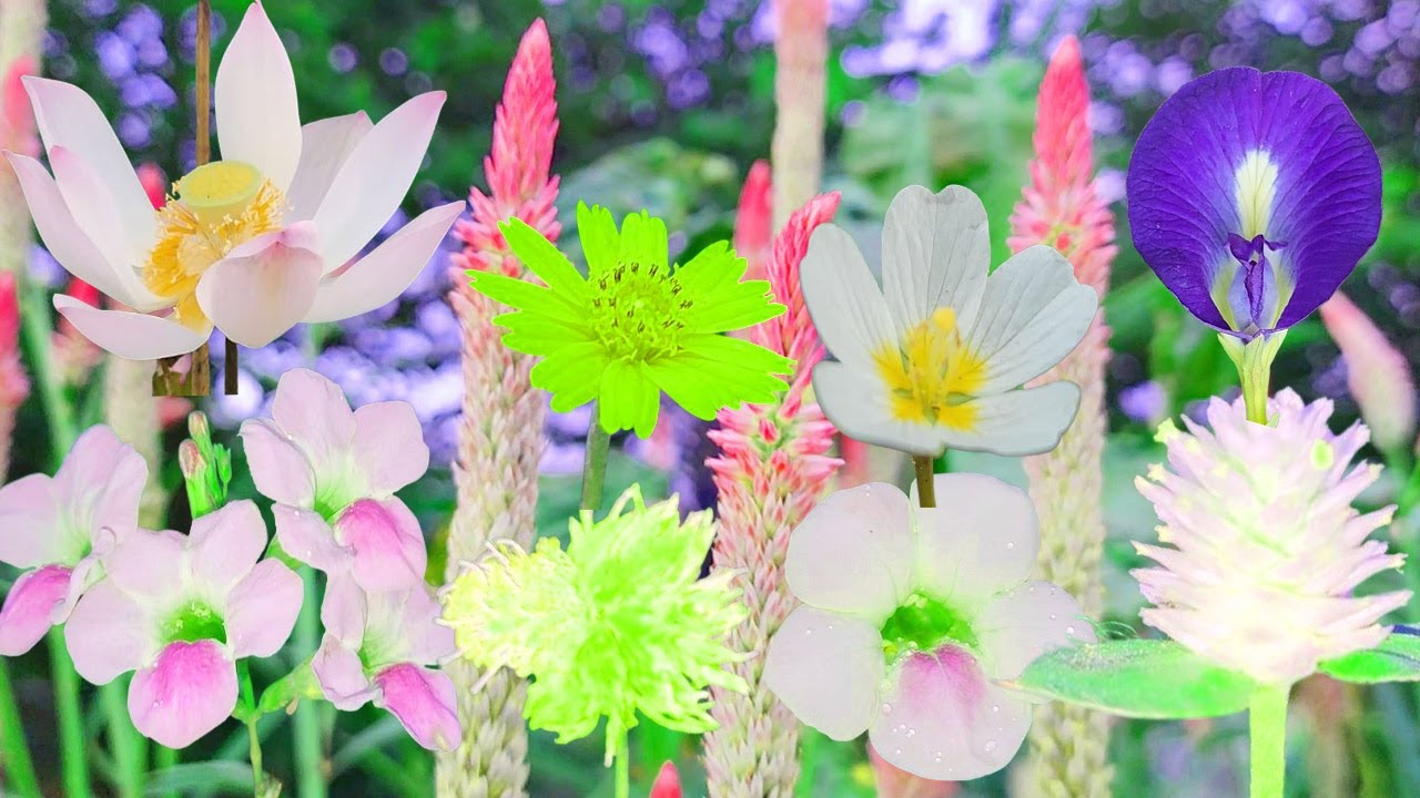Different Types of Wild Flowers  Nature’s Hidden Gems, music sound |Best Relaxation