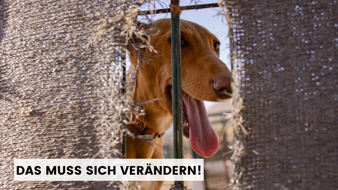 Diese Erfahrung hat mein Leben verändert! I Arche Noah Tierheim Teneriffa