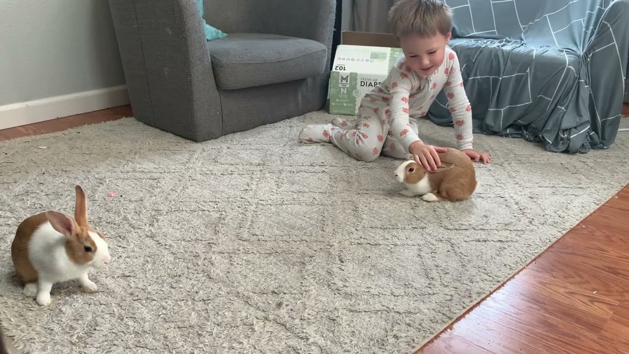Are these Golden Dutch Bunnies the most playful breed of rabbit?