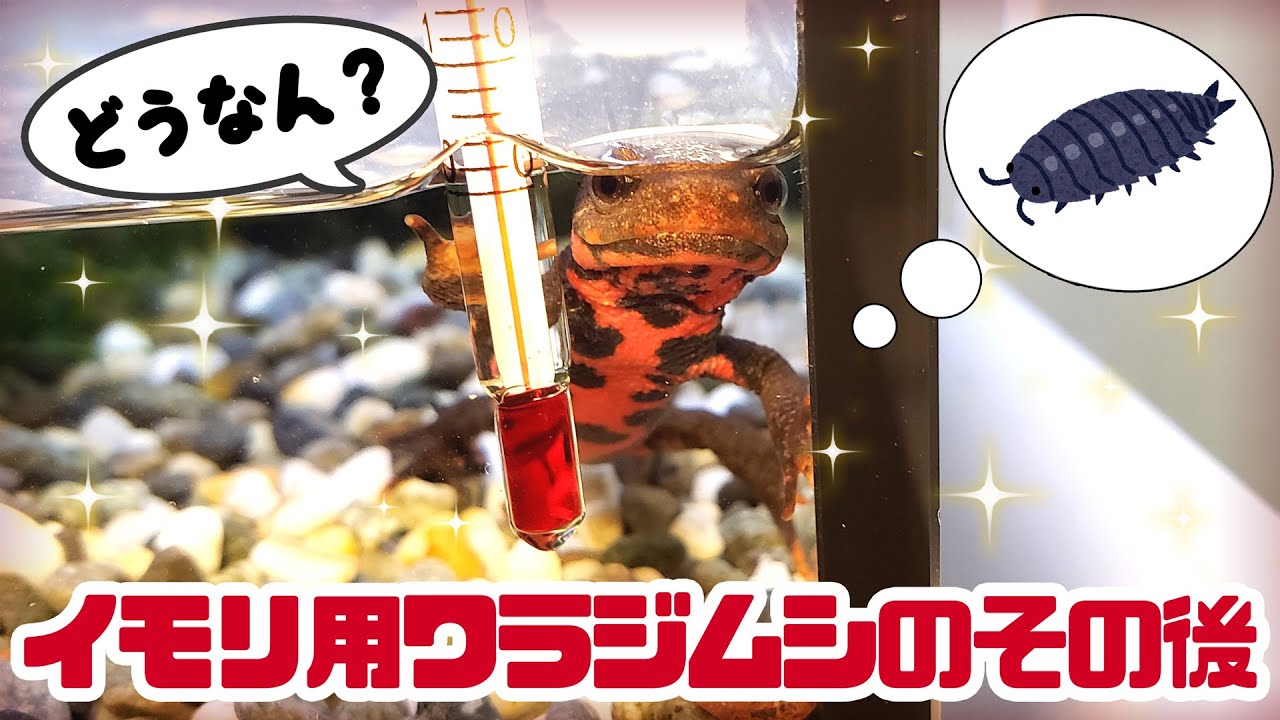 イモリの餌用ワラジムシのその後の経過について #ゆっくりアカハライモリ日記 20