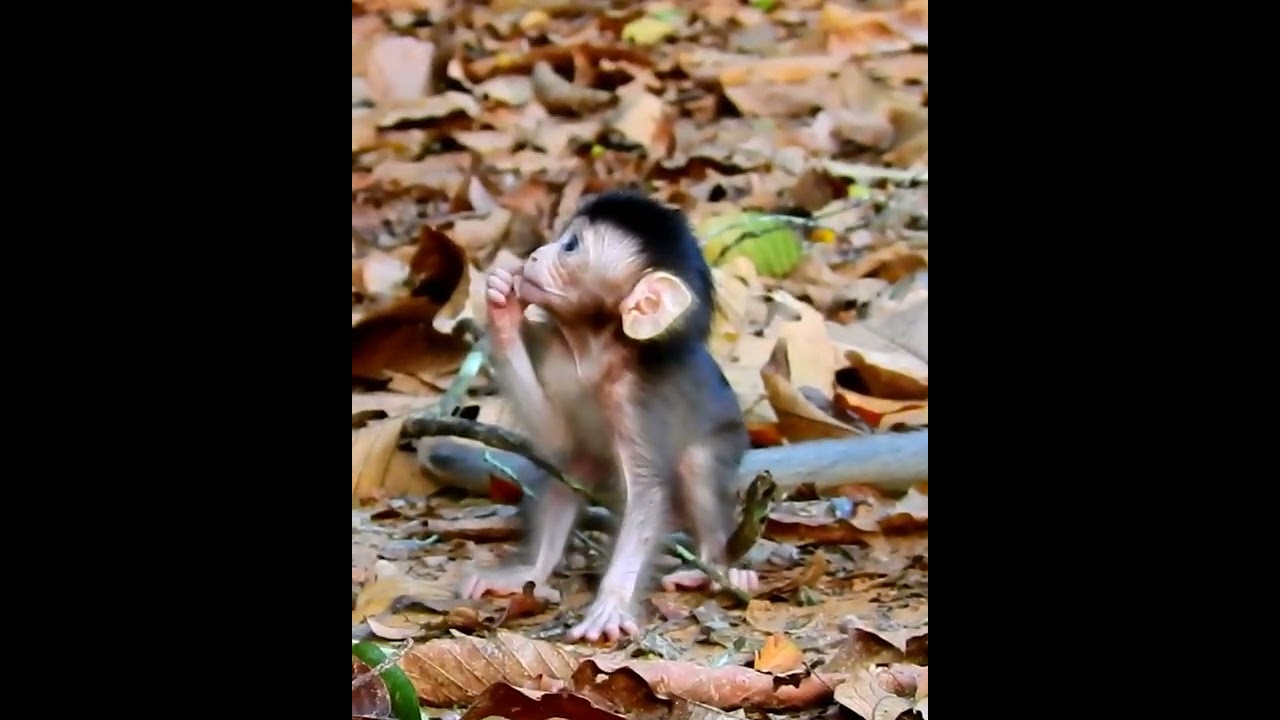 Amazing cute baby monkey 2023
