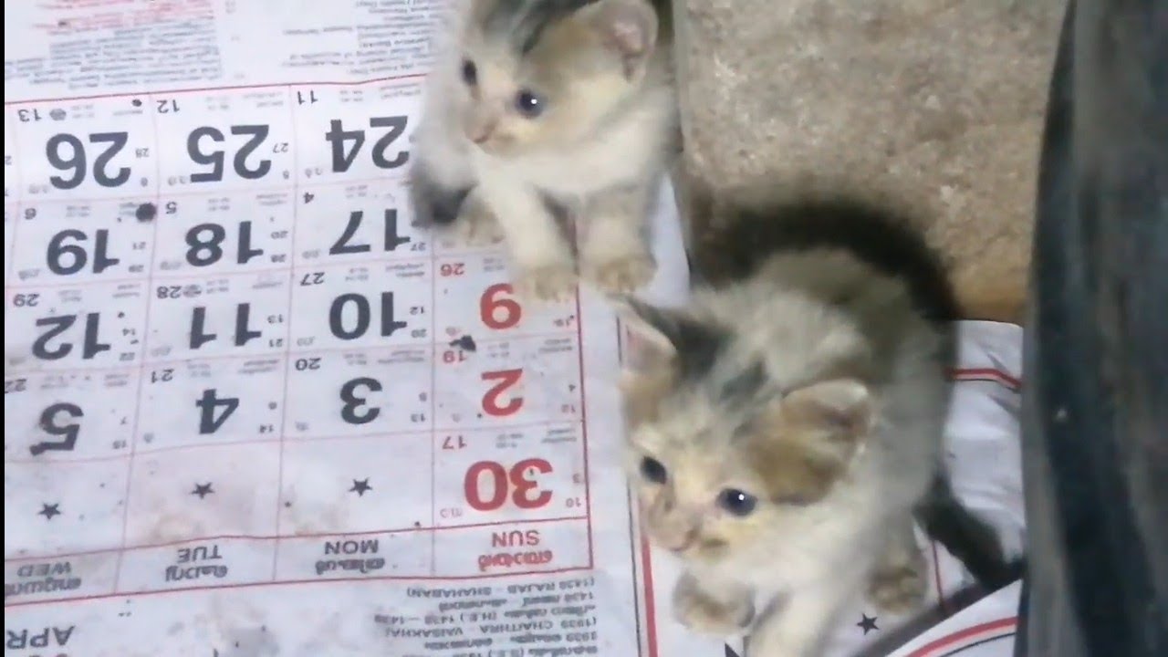 Cat rescue | abounded kittens on road | wet in rain