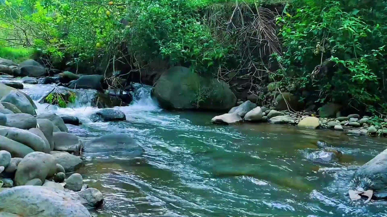 River Sounds for Sleeping. Soothing Forest Stream Ambience for Sleep and Meditation #river 2