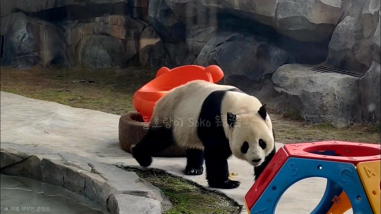 루이랑 이름이 같은 아이가 신장 우루무치에...?!🐼 | 신장 판다 동물원 xinjiang Panda