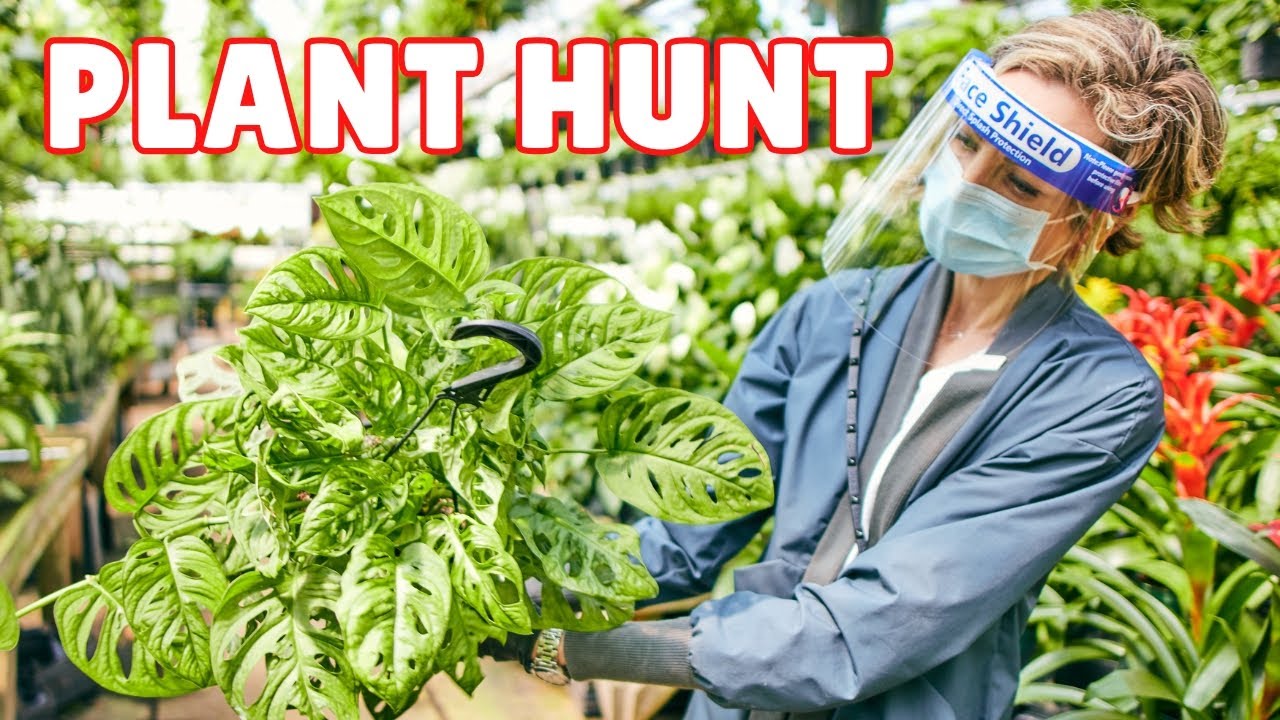 Пойдем со мной за покупками растений: закулисное приключение в питомнике.