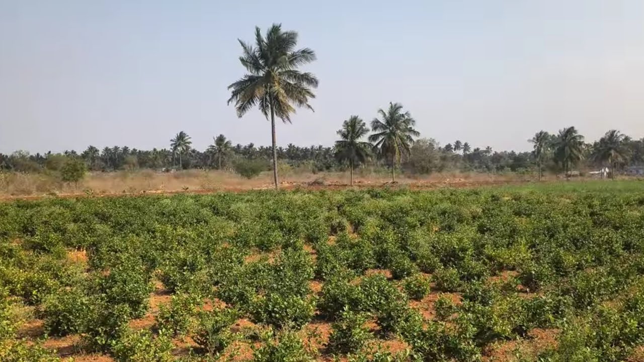 ஈரோடு (மா) சத்தி(வ) வடவள்ளி அருகில் 1 ஏக்கர் தோட்டம் விற்க 9585376767#agriculture #realeastate 