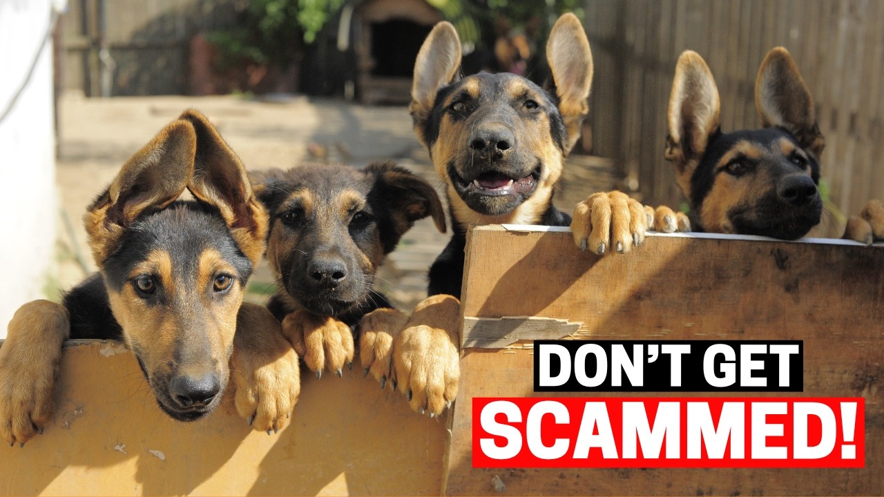 How To Find A Responsible German Shepherd Breeder? (and What To AVOID)
