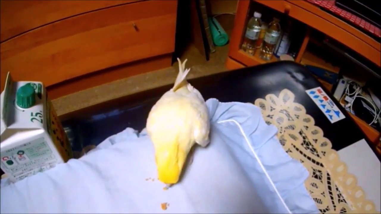 いいちこインコさん就寝前の食事時間