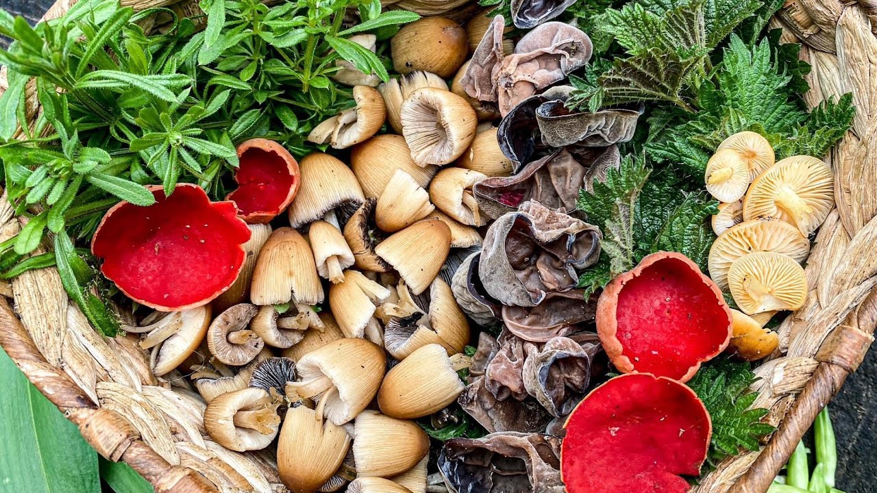 St George&rsquo;s mushroom foraging