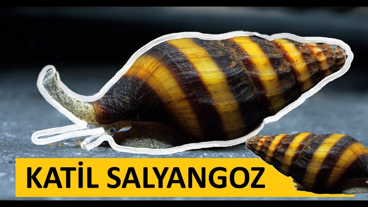 KATİL SALYANGOZ AKVARYUM'DA - Anentome Helena