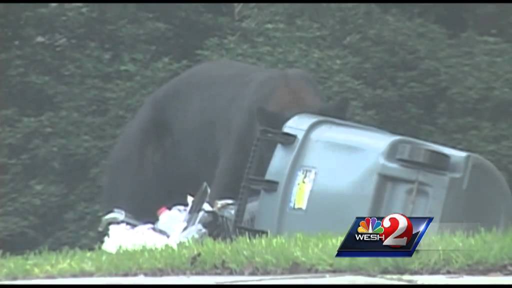 Raw video: Bear scared away by air horn