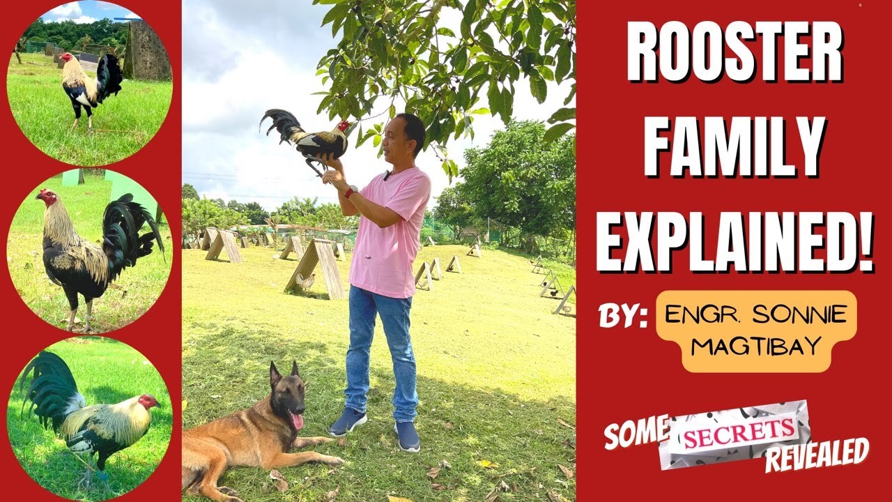 EPISODE 3 - Sikreto ng Pag-maintain ng Lahi Ng Mga Manok