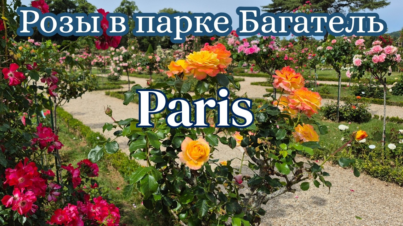 Париж. Розы в парке Багатель