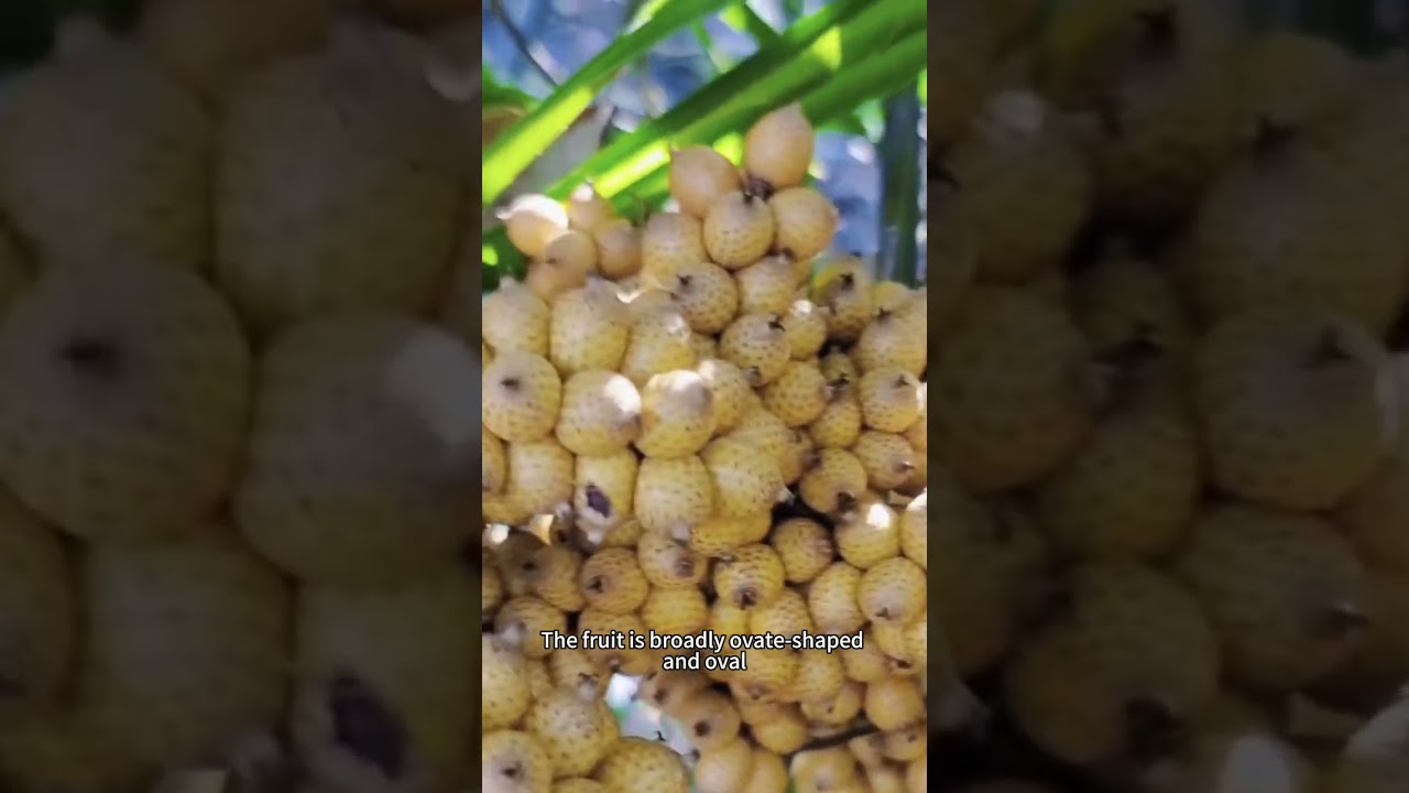 Wild Snake Fruit Discovery