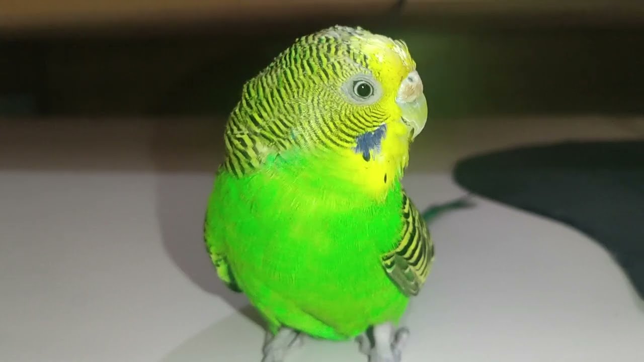 Canto Periquito Australiano Fêmea Cantando Muito