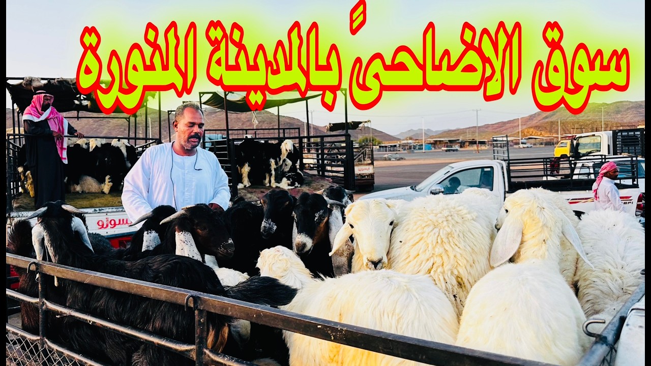 🔴هام اسعار الأضاحي بالسعودية حراج الاغنام المدينة المنوره انواع الاغنام واسعار تبدأ من 700ريال