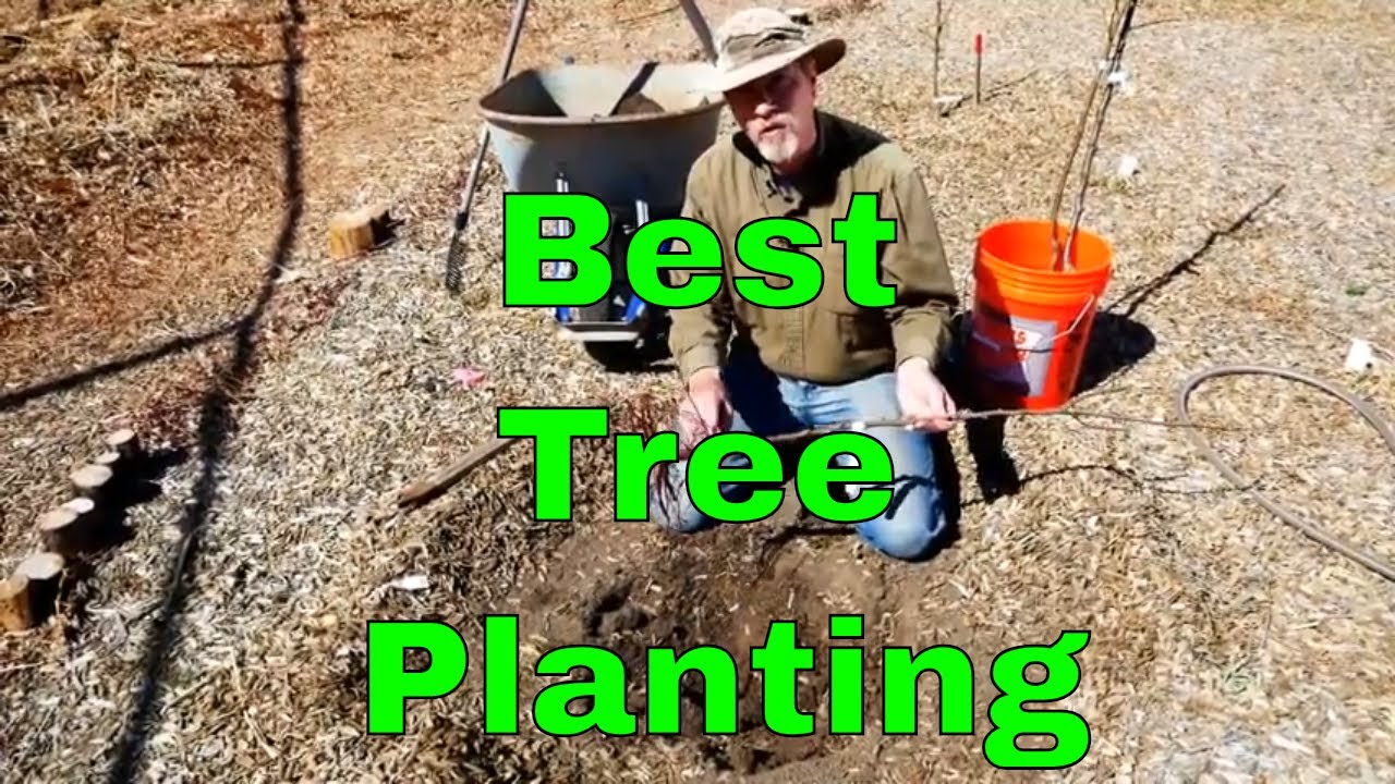 The Best Way to Plant A Bare Root Tree