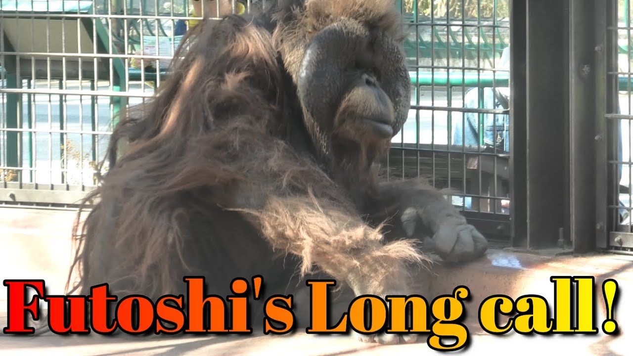 フトシ君32歳、ロングコールいきます！　千葉市動物園　ボルネオオランウータン