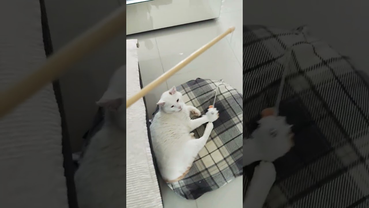 #cat #dog #home #maznaci #laska #love #animals