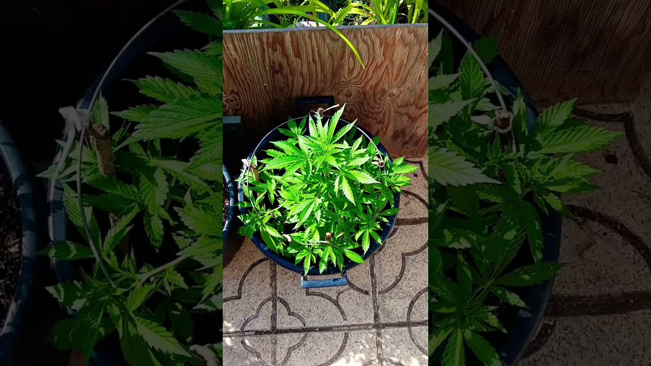 CULTIVO MARIHUANA EXTERIOR TERRAZA GRANDE CON LST Y PODA APICAL, VIENE PREFLORACI&Oacute;N Y EMPIEZA CON 30