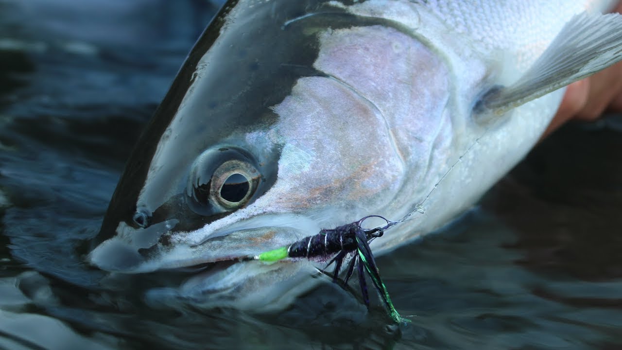 A Summer Steelhead Adventure | Deschutes River