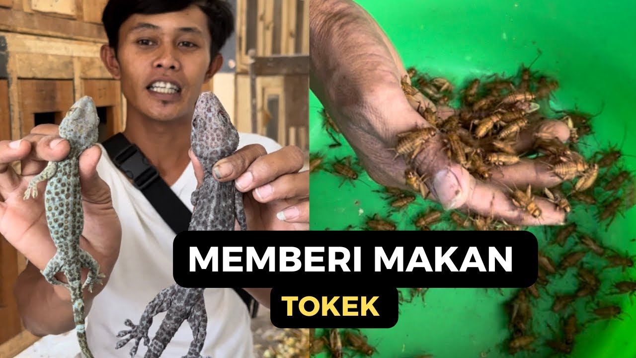 MEMBERI MAKAN TOKEK DAN MEMBANTU TOKEK BERGANTI KULIT