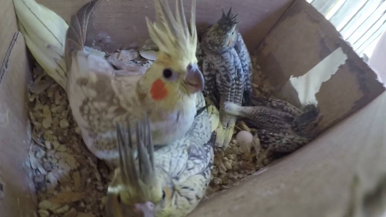 Checking the Nestboxex