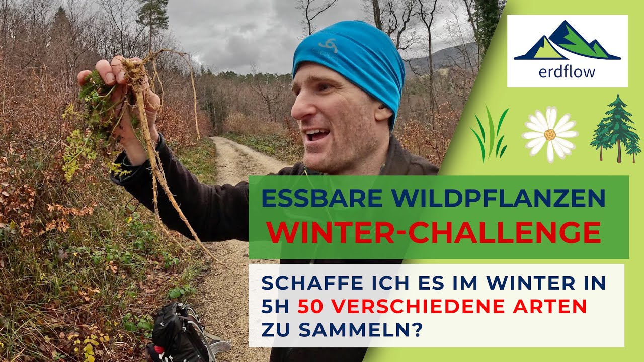 IST ES MÖGLICH IM WINTER 50 ESSBARE WILDPFLANZEN-ARTEN IN 5 STUNDEN ZU SAMMELN?
