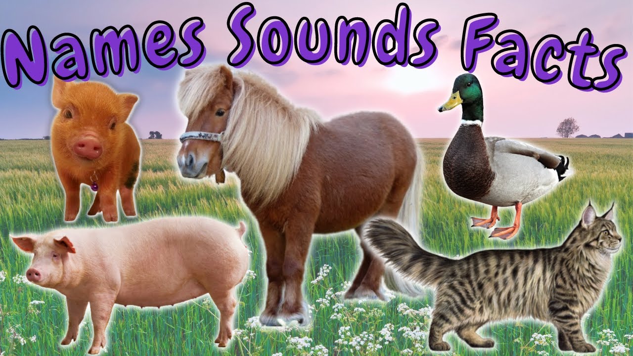 Learn domestic animals names, sounds and facts! \ Mini pig, Maine Coon Cat, Pig, Pony and Duck!