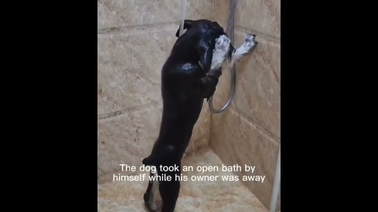 “Dog bath time Mini Documentary”