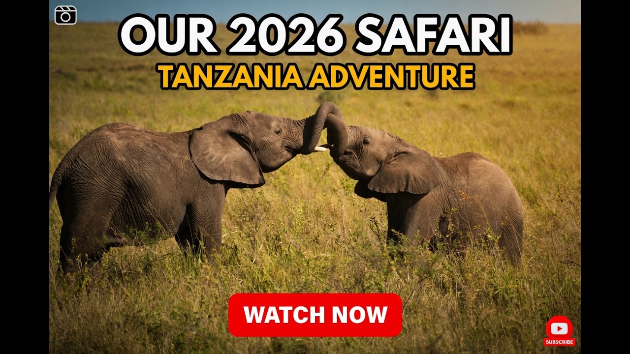 Safari 2026