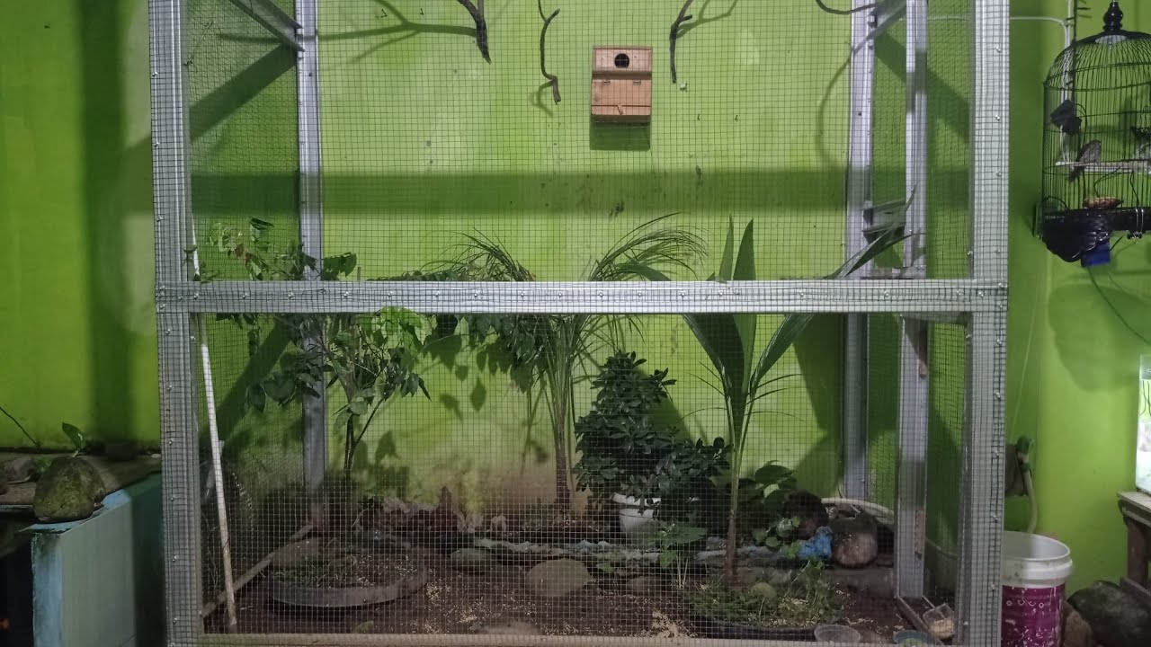 review aviary sederhana 1 x 2 m dengan burung kecil buat temen ngopi