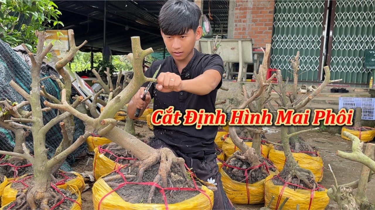 Cắt Định Hình Mai Phôi - Phôi Mai Vàng - Mai Vàng Duy Hiếu
