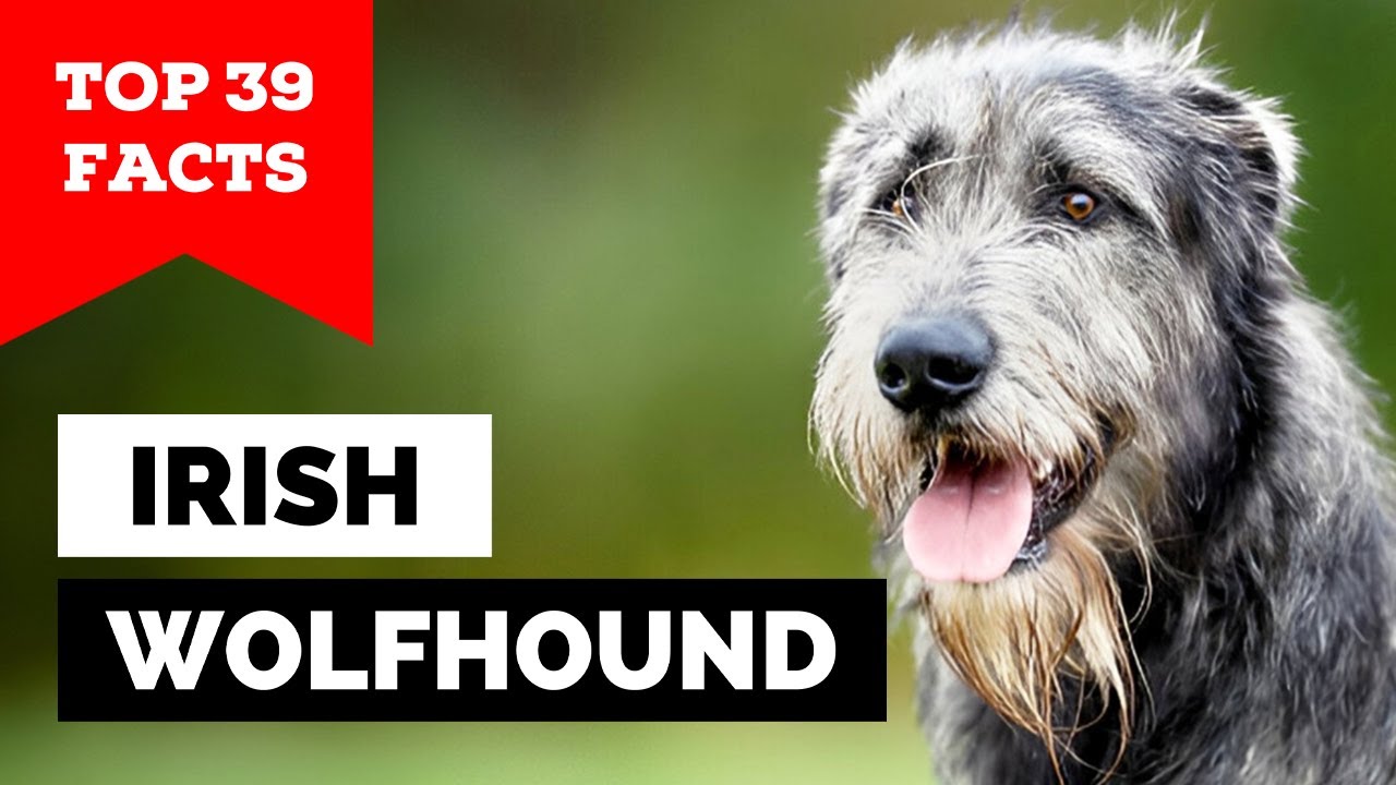 99% of Irish Wolfhound Owners Don't Know This