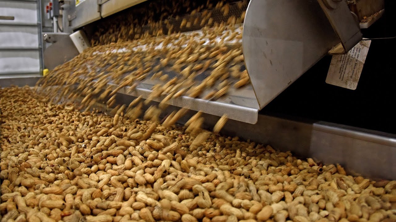 Homegrown | Coming Out of the Shell: North Carolina Peanuts