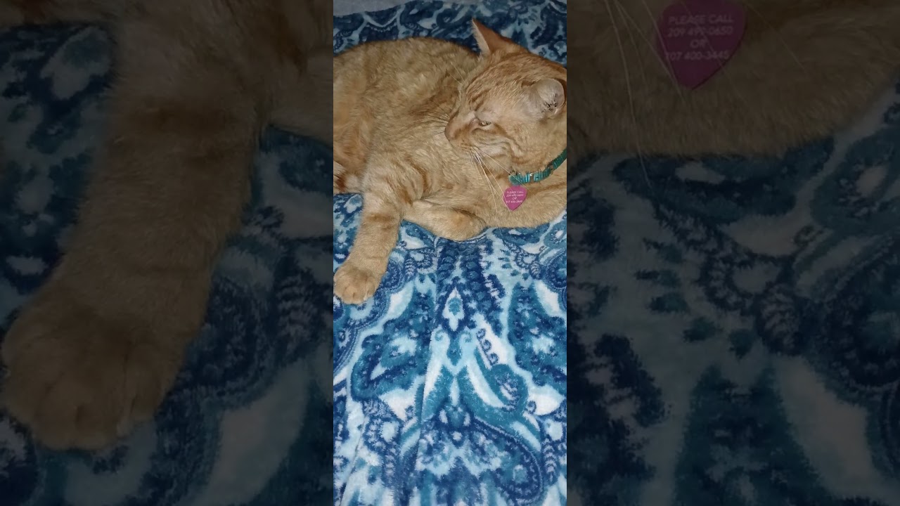 😺❤️