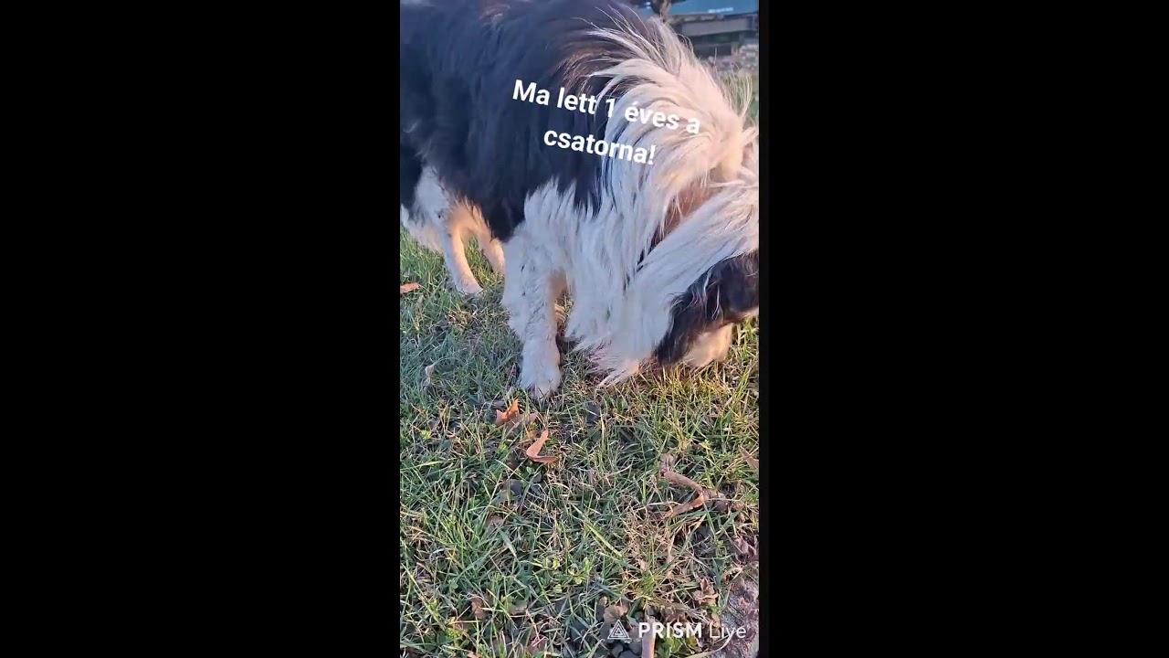 1 éves lett a csatorna kutyás megemlékező