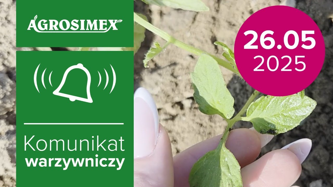 Nawożenie pomidora | Komunikat Warzywniczy